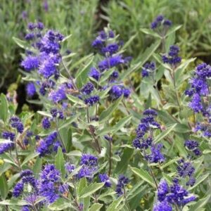 Caryopteris - Blauwe spirea | Caryopteris cland. 'Kew Blue'