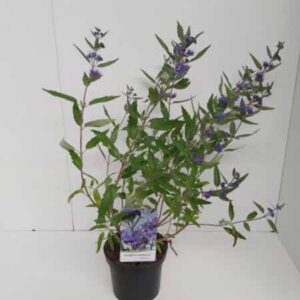Caryopteris - Blauwe spiraea | Caryopteris clandonensis 'Heavenly Blue'
