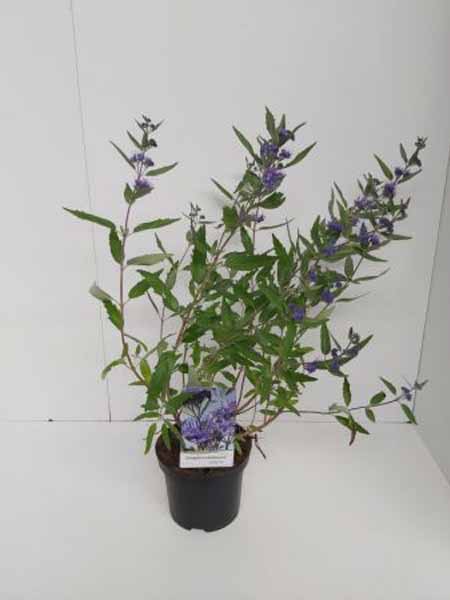 Caryopteris clandonensis Heavenly Blue C2 30-40 6x4 Caryopteris - Blauwe spiraea | Caryopteris clandonensis 'Heavenly Blue'