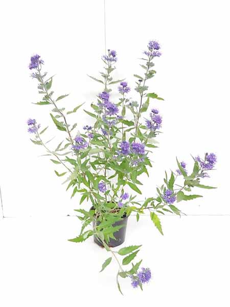 Caryopteris clandonensis Heavenly blue C5 40-50 6x4 Caryopteris - Blauwe spiraea | Caryopteris clandonensis 'Heavenly Blue'