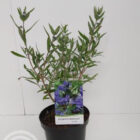 Caryopteris - Blauwe spiraea | Caryopteris clandonensis 'Kew Blue' | In pot 3L | Hoogte 30-40cm Caryopteris - Blauwe spirea | Caryopteris clandonensis 'Kew Blue'