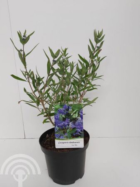 Caryopteris clandonensis Kew Blue C3 30-40 6x4 Caryopteris - Blauwe spirea | Caryopteris clandonensis 'Kew Blue'