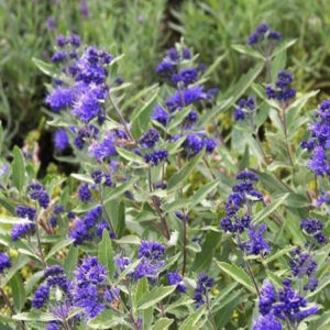 Caryopteris - Blauwe spirea | Caryopteris clandonensis 'Kew Blue'
