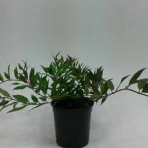 Bruidsbloem | Deutzia gracilis 'Nikko"