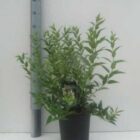 Bruidsbloem | Deutzia gracilis