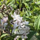 Bruidsbloem | Deutzia hybrida 'Mont Rose'