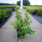 Bruidsbloem | Deutzia hybrida 'Mont Rose' | In pot 10L | Hoogte 60-80cm Bruidsbloem | Deutzia hybrida 'Mont Rose'