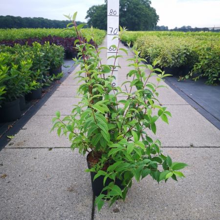 Deutzia-hybrida-Mont-Rose C10 60-80 45x45 Bruidsbloem | Deutzia hybrida 'Mont Rose'