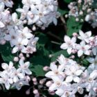 Bruidsbloem | Deutzia hybrida 'Mont Rose' | In pot 1,5L | Hoogte 30-40cm Bruidsbloem | Deutzia hybrida 'Mont Rose'