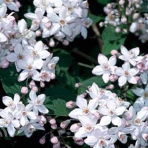Bruidsbloem | Deutzia hybrida 'Mont Rose'