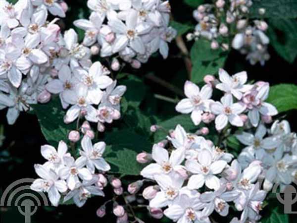 Deutzia hybrida Mont Rose bloem 6x4 Bruidsbloem | Deutzia hybrida 'Mont Rose'