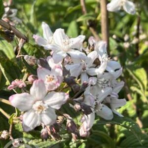 Bruidsbloem | Deutzia hybrida 'Mont Rose'