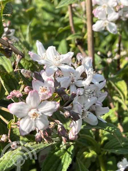 Bruidsbloem | Deutzia hybrida 'Mont Rose'