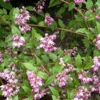 Bruidsbloem | Deutzia hybrida 'Strawberry Fields' | In pot 7,5L | Hoogte 100-125cm Bruidsbloem | Deutzia hybrida 'Strawberry Fields'