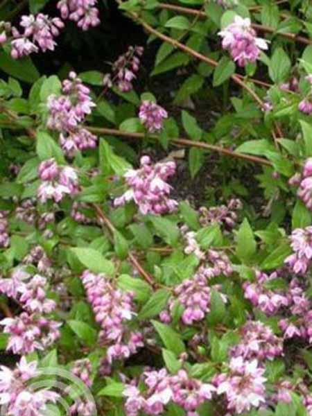 Bruidsbloem | Deutzia hybrida 'Strawberry Fields'