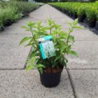 Bruidsbloem | Deutzia scabra 'Plena'