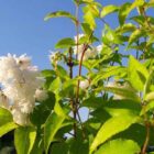 Bruidsbloem | Deutzia scabra 'Plena'