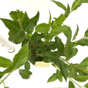 Chinees klokje | Forsythia intermedia 'Lynwood'