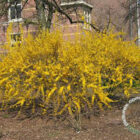 Chinees klokje | Forsythia intermedia 'Lynwood'