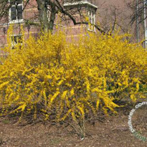 Chinees klokje | Forsythia intermedia 'Lynwood'