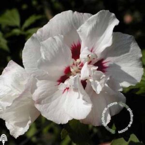 Altheastruik - Tuinhibiscus | Hibiscus syriacus 'Speciosus'