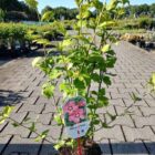 Altheastruik - Tuinhibiscus | Hibiscus syriacus 'Woodbridge'