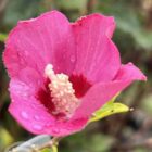 Altheastruik - Tuinhibiscus | Hibiscus syriacus 'Woodbridge'