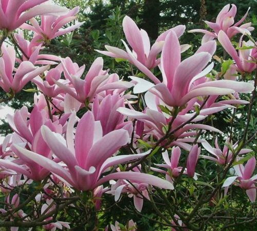 Beverboom | Magnolia 'Betty'