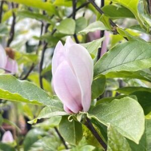 Beverboom | Magnolia 'George Henry Kern'