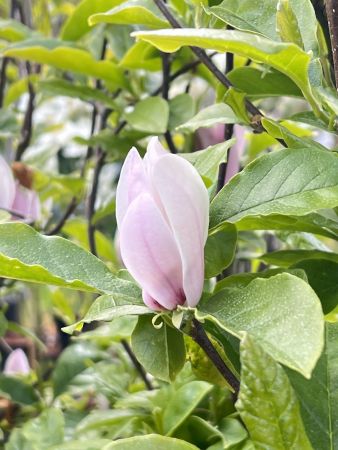 Beverboom | Magnolia 'George Henry Kern'
