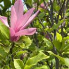Beverboom | Magnolia 'Susan'