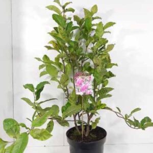 Beverboom | Magnolia 'Susan'