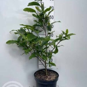 Beverboom | Magnolia 'Susan'