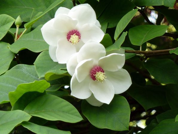 Beverboom | Magnolia sieboldii
