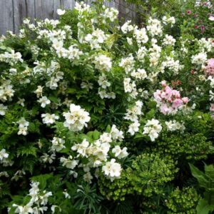 Boerenjasmijn | Philadelphus 'Belle Etoile'