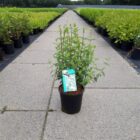 Boerenjasmijn | Philadelphus 'Lemoinei' | In pot 3L | Hoogte 30-40cm Boerenjasmijn | Philadelphus 'Lemoinei'