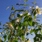 Boerenjasmijn | Philadelphus 'Lemoinei'