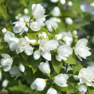 Boerenjasmijn | Philadelphus 'Manteau d'Hermine'