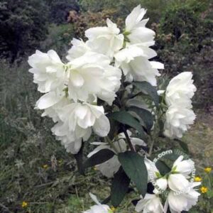 Boerenjasmijn | Philadelphus 'Snowbelle'