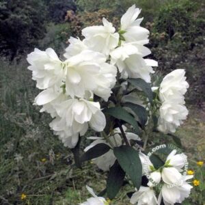 Boerenjasmijn | Philadelphus 'Snowbelle'