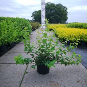 Boerenjasmijn | Philadelphus coronarius