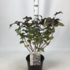 Blaasspirea | Physocarpus opulif. 'Diabolo'