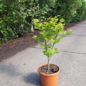 Esdoorn | Acer shirasawanum 'Aureum'