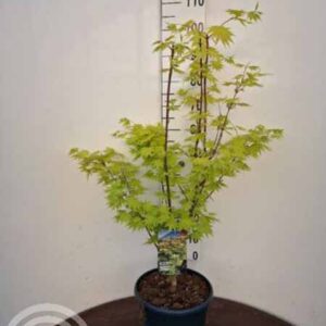 Esdoorn | Acer shirasawanum 'Jordan'