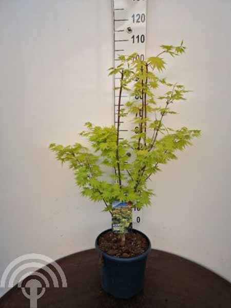 Acer shirasawanum Jordan C10 80-100 6x4 Esdoorn | Acer shirasawanum 'Jordan'