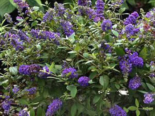 Buddleja davidii BLue Chip 6x4 Buddleja davidii BLue Chip