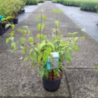 Gele kornoelje | Cornus mas