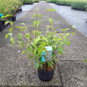 Gele kornoelje | Cornus mas