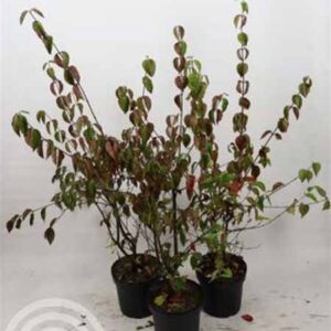 Gele kornoelje | Cornus mas