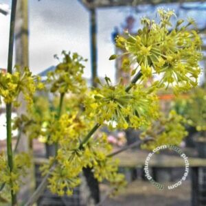 Gele kornoelje | Cornus mas 'Jolica'